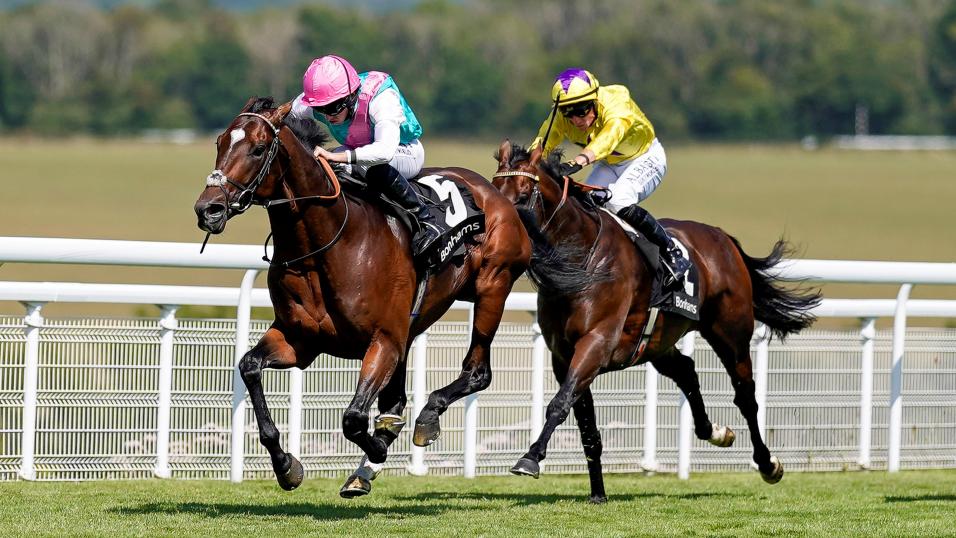Tilsit raccehorse